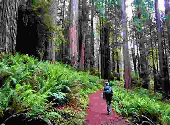A Guided Night Hike Through The Ancient Redwoods Of Redwood National Park, California Moon California Road Trip: San Francisco Yosemite Las Vegas Grand Canyon Los Angeles The Pacific Coast (Travel Guide)