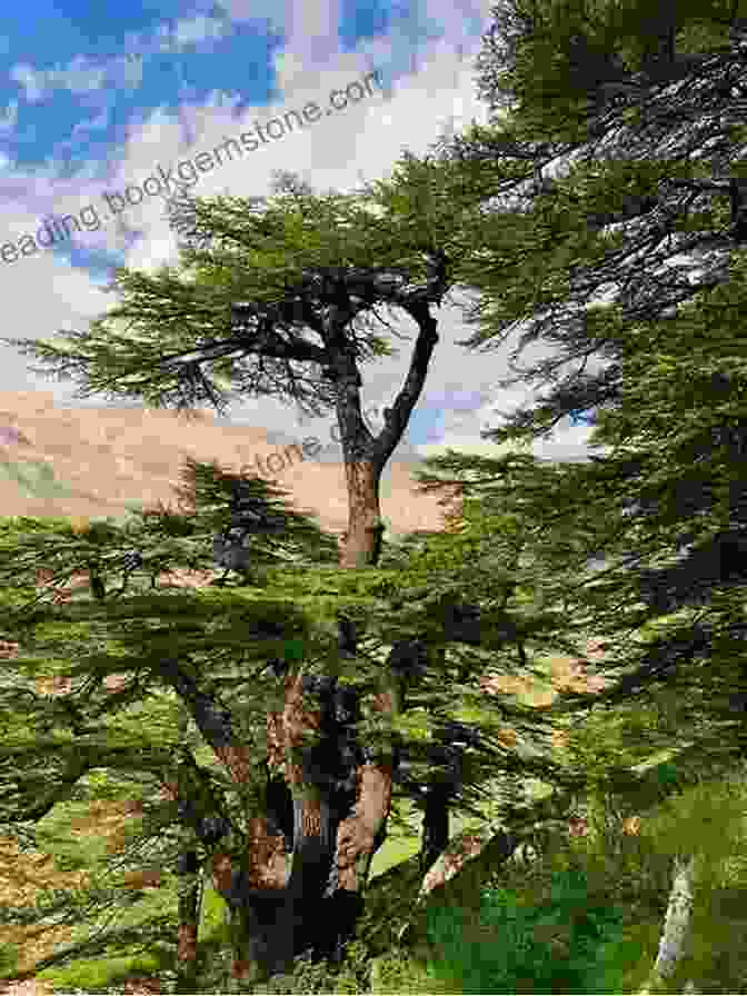 A Hiker Stands Among The Towering Cedar Trees Of The Cedars Of God Forest. 24/7 Lebanon: Adventure Stories Travel Guide