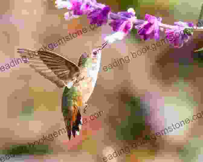 A Hummingbird Hovering In Front Of A Purple Flower, Feeding On Its Nectar. Draw And Paint 50 Animals: Dogs Cats Birds Horses And More