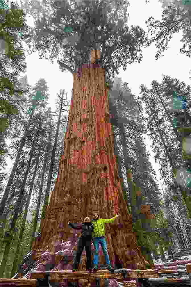 A Majestic Scene From Sequoia National Park, Featuring Towering Sequoia Trees With Their Massive Trunks And Vibrant Foliage. U S Highway 89: The Scenic Route To Seven Western National Parks