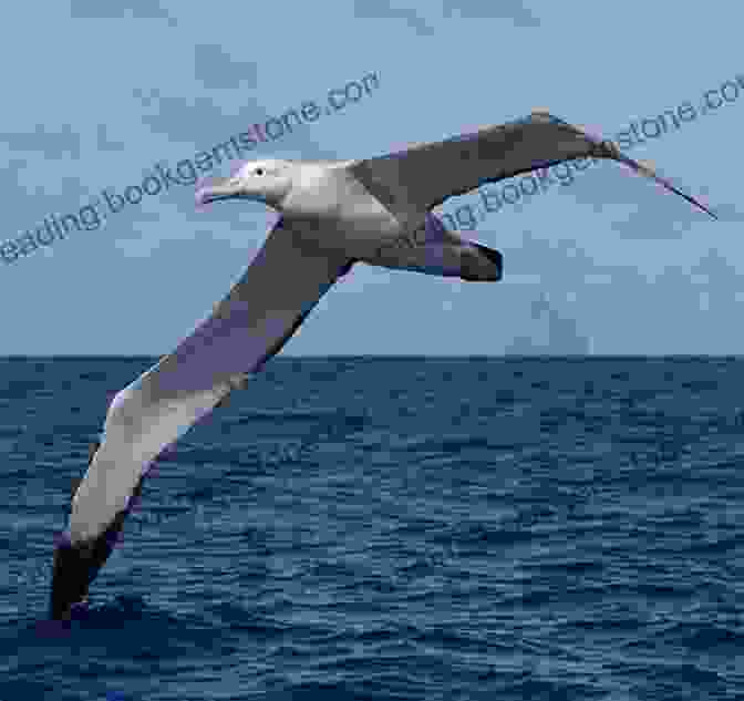 A Majestic Waved Albatross Gliding Effortlessly Over The Waters Off Española Island, Showcasing Its Graceful Flight And Impressive Wingspan. Galapagos Islands: A Different View