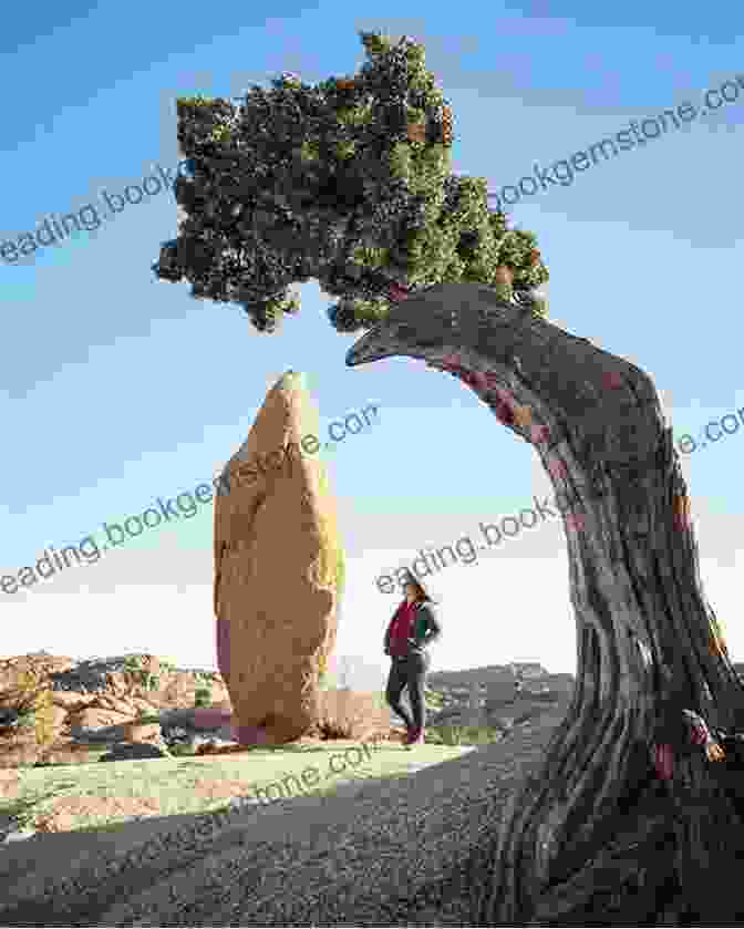 A Mesmerizing Image Of Joshua Tree National Park, Showcasing Its Unique Rock Formations And Iconic Joshua Trees. U S Highway 89: The Scenic Route To Seven Western National Parks