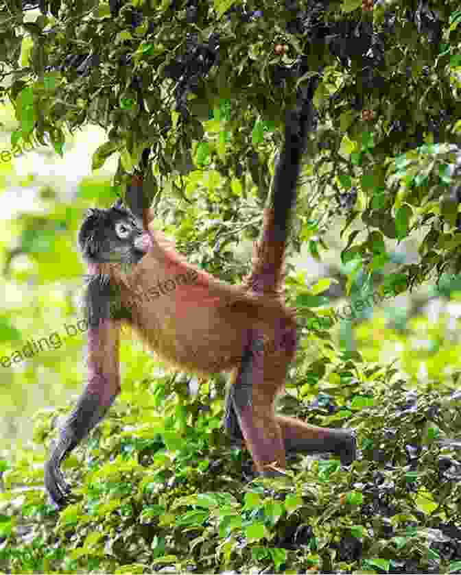 A Monkey In A Tree In Costa Rica Snapshots And Snippets: Memories Of Costa Rica