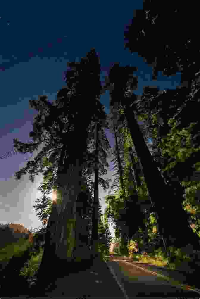 A Moonlit Scene Of The Towering Redwoods Along The Avenue Of The Giants, California Moon California Road Trip: San Francisco Yosemite Las Vegas Grand Canyon Los Angeles The Pacific Coast (Travel Guide)