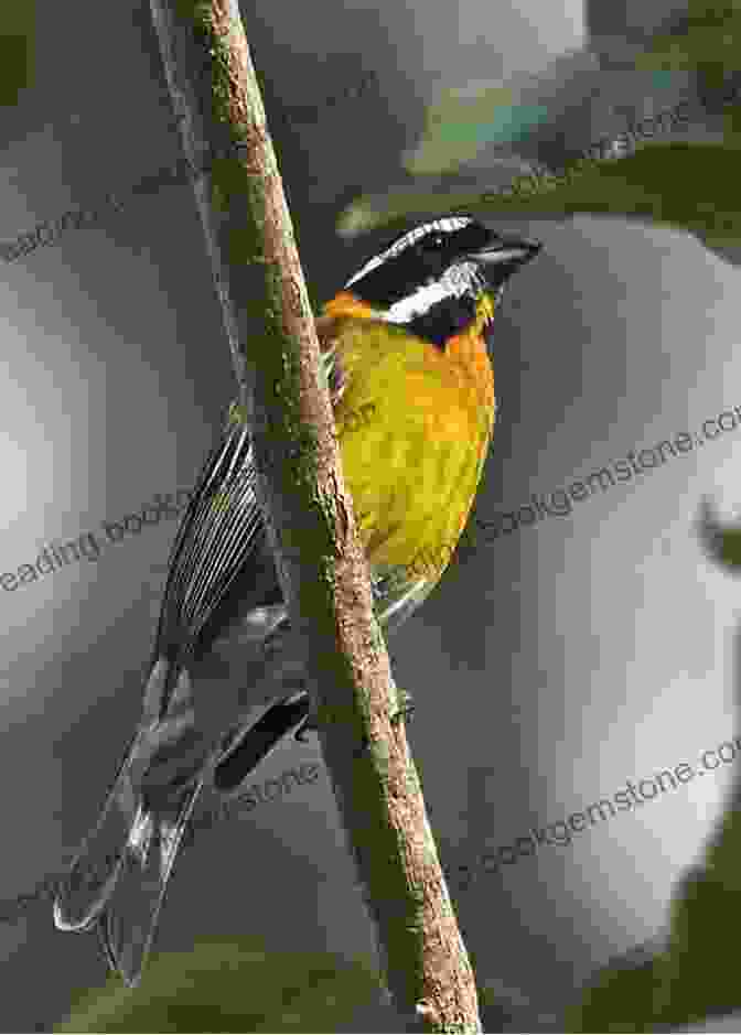 A Puerto Rican Spindalis Sings From A Tree Branch, Its Bright Yellow Plumage Contrasting With The Lush Green Foliage. Puerto Rico S Birds In Photographs: An Illustrated Guide Including The Virgin Islands