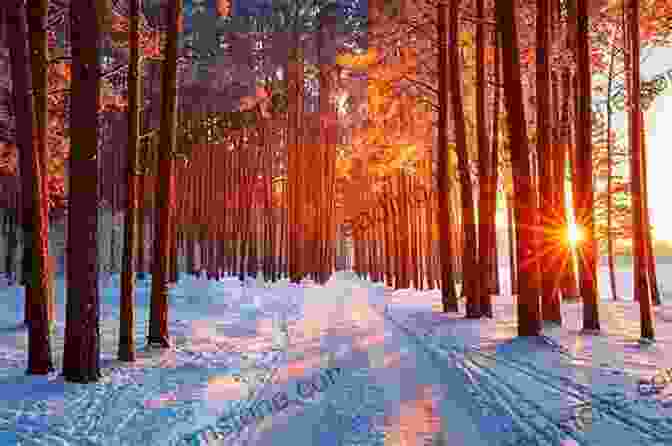 A Snow Laden Forest In The Soft Glow Of Winter Sunrise Winter Wonderlands Giovanni Iannoni