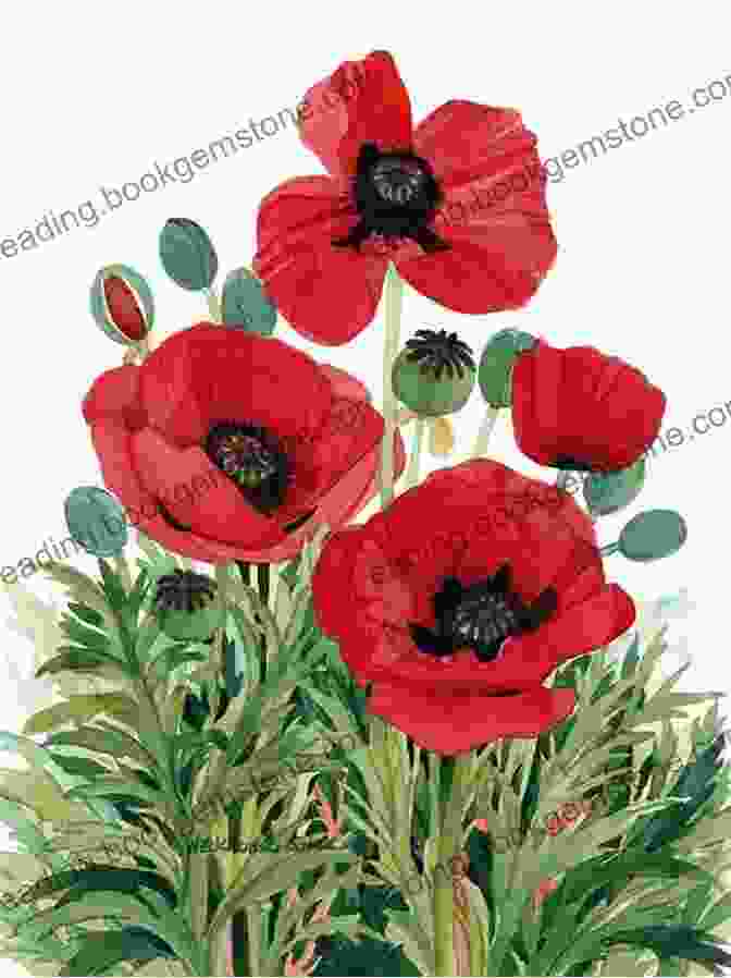 A Vibrant Illustration Of A Poppy Wildflower Designs And Motifs For Artists And Craftspeople (Dover Pictorial Archive)