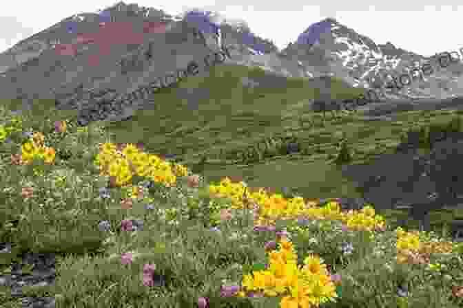 A Vibrant Meadow In The Valley Of Flowers National Park, With Colorful Wildflowers And A Snow Capped Mountain In The Background DYIN TO BE HAWAIIAN: Part 1 The Dream In The Clouds
