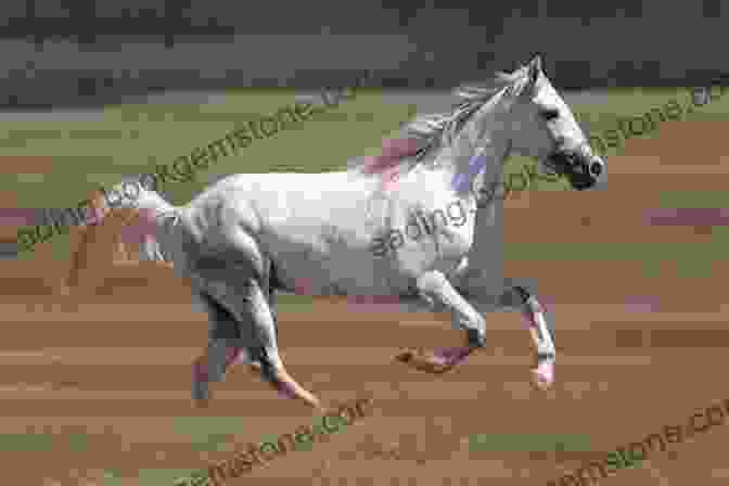A White Horse Running In A Field, With Its Mane And Tail Flowing Behind It. Draw And Paint 50 Animals: Dogs Cats Birds Horses And More