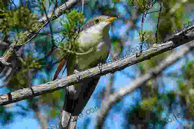 A Yellow Billed Cuckoo Perches On A Branch, Its Black And Yellow Plumage Blending Well With The Surrounding Vegetation. Puerto Rico S Birds In Photographs: An Illustrated Guide Including The Virgin Islands