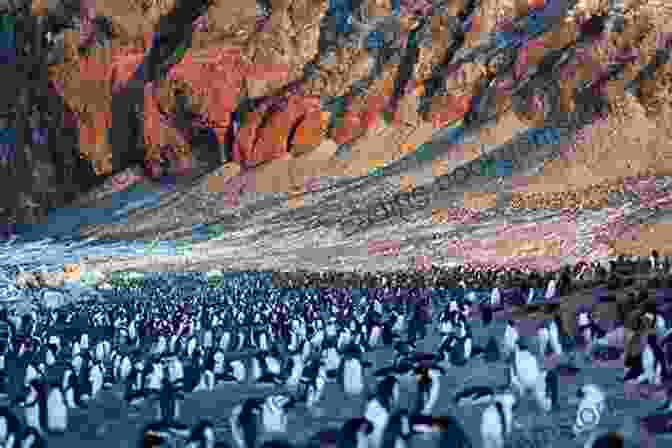Adelie Penguins At Cape Adare, Antarctica My Favorite Places: : Antarctica Kimiko Kitani