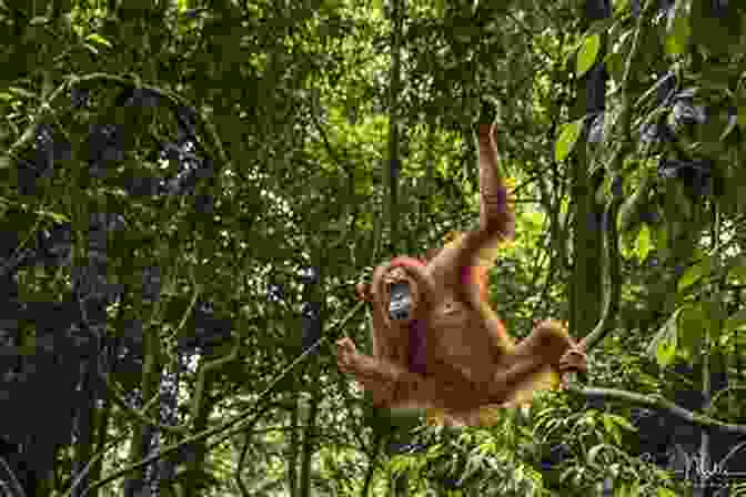 An Orangutan Swinging Through The Trees Of Mount Kinabalu Rainforest The Roof Of Borneo: Mount Kinabalu National Park (Wilderness Series)