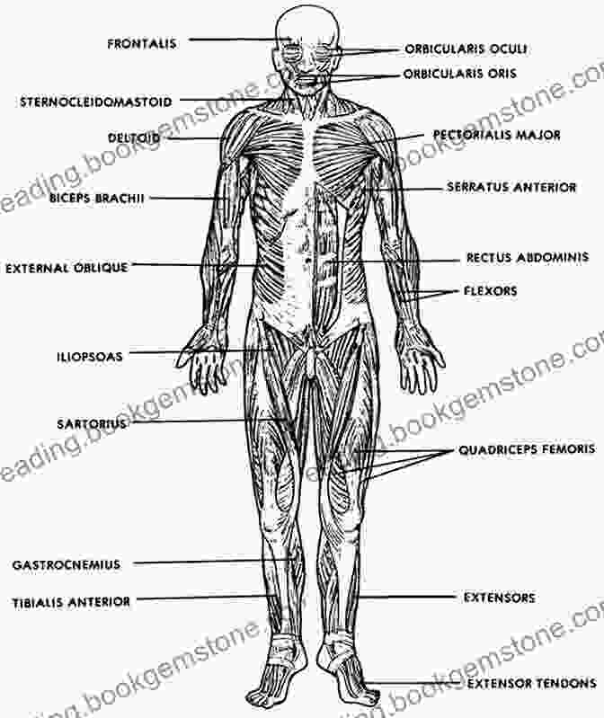 Diagram Of The Human Skeletal And Muscular Systems Putting People In Your Paintings