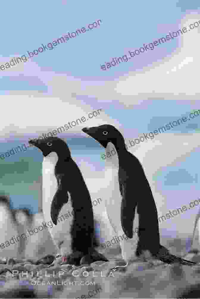 Emperor Penguins At Paulet Island, Antarctica My Favorite Places: : Antarctica Kimiko Kitani