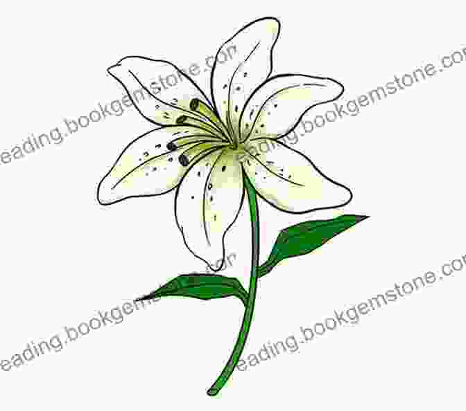 How To Draw A Lily How To Draw: Flowers: In Simple Steps