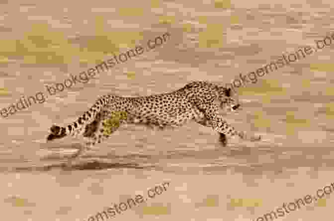 Illustration Of A Cheetah (Acinonyx Jubatus) Running Across The African Savanna 286 Full Color Animal Illustrations: From Jardine S Naturalist S Library (Dover Pictorial Archive)