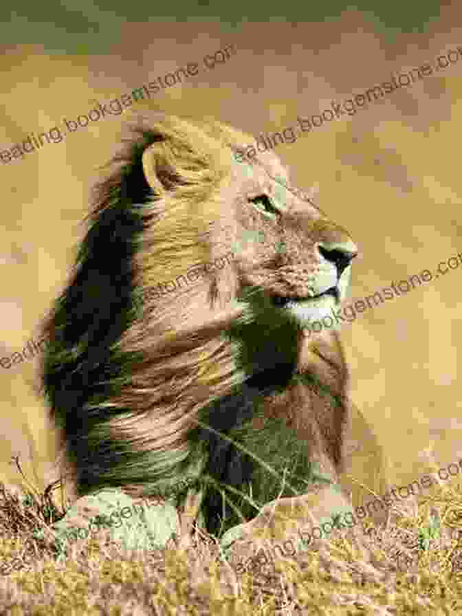 Illustration Of A Lion (Panthera Leo) Resting In The African Savanna 286 Full Color Animal Illustrations: From Jardine S Naturalist S Library (Dover Pictorial Archive)