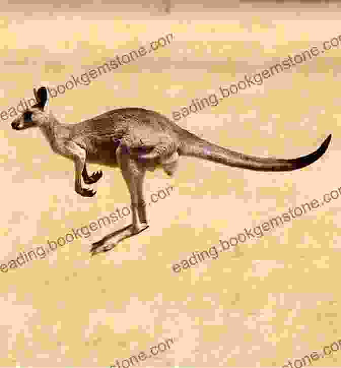 Kangaroos Are One Of The Most Iconic Animals In Australia. Three Bears And A Jackaroo : A Light Hearted Travelogue In Australia