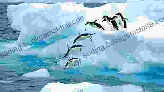 Michael Anderson Standing On A Glacier In Antarctica, Surrounded By Penguins And Seals Birds Beasts And Ice Michael Anderson