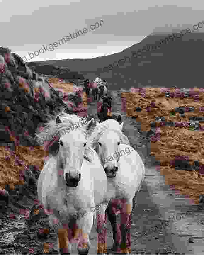 The Rugged Landscapes And Abundant Wildlife Of The Isle Of Rum Skye Outer Hebrides 2nd Edition: Includes Barra Benbecula Eigg Harris Lewis Rum The Uists (Footprint Focus)